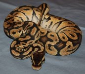 DSC_8511.jpg