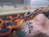 Jason Pic Scaleless Texas Ratsnake.jpg