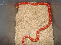 bicolor alb hond1.jpg