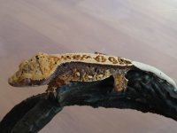 CRESTED GECKO FOR SALE 066.jpg