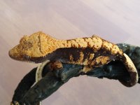 CRESTED GECKO FOR SALE 070.jpg