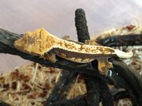 CRESTED GECKO FOR SALE 068.jpg