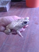 bufo.jpg