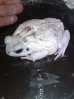 bufo2.jpg