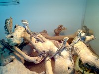 IMG_20120622_155841.jpg