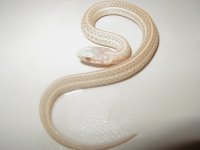 Plains Nebraska albino from Quad het x Neb & Iowa albinos.JPG