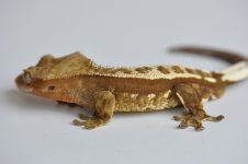 DSC_0513.jpg
