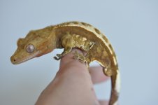 DSC_0498.jpg