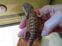 new dragon pics 006.jpg