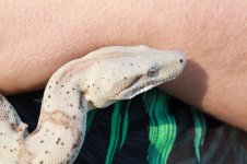 Reptile photos 025.jpg