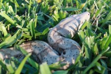 Reptile photos 006.jpg