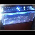 fish tank.jpg