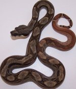 StripeHypoMotleyF.JPG