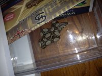 IMG_0170[1].jpg