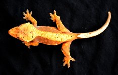 Orange_Crestie.jpg