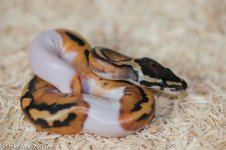 Pied female.jpg