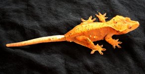 Orange_CrestieR.jpg