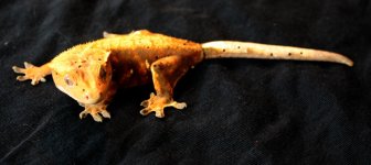 Orange_CrestieL.jpg