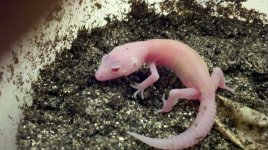 hatchling gecko.jpg