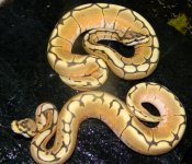 OnepairHoneybeesMale49211Female109211.jpg