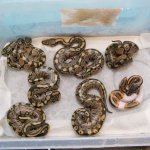 2012 pied clutch.jpg