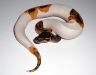 adpiebald4.jpg