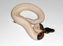 adpiebald6.jpg