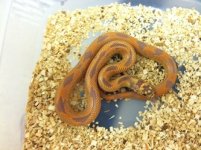Albino Blotched King Snake.jpg