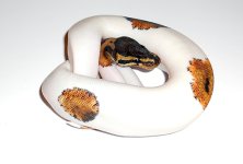 adpiebald5.jpg