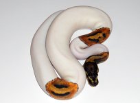 adpiebald7.jpg