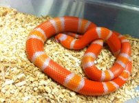 Tangerine Albino Honduran.jpg