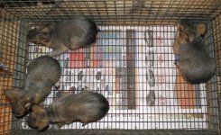 Baby cavies 7-15-2012 #1.jpg