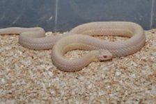 Albino Plains Garter.jpg