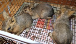 Baby cavies 7-15-2012 #4.jpg
