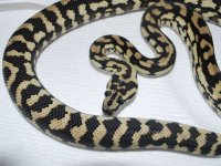 Aiden x Elani 006.jpg