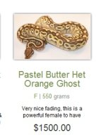 FLherps307c.jpg