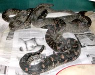 Mating group.jpg