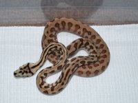 PC x Spitfire 75% IJ Jags 004.jpg