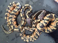 poss. pastel calicos.jpg