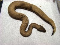 male_viper_boa.JPG