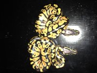 poss. pastel calico (flash)1.jpg