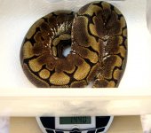 08LW  1440g  FT.jpg