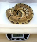 10NW  650g  LIVE  50% het Caramel.jpg