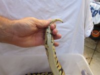 Pastel ph Pied Tail.jpg