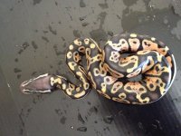 pastel granite 2.jpg