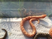 Anaconda Albino.jpg