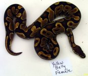 YB Fem (2).JPG