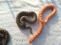 Het albino and Low Grade Anaconda Albino.jpg