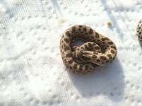 Anaconda 100% Het. Albino.jpg