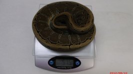 2011 Pinstripe female  1.JPG
